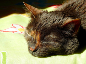 Sleeping in the sun