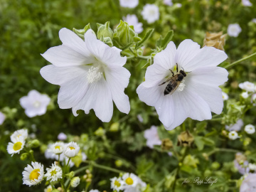 Flower and bee .