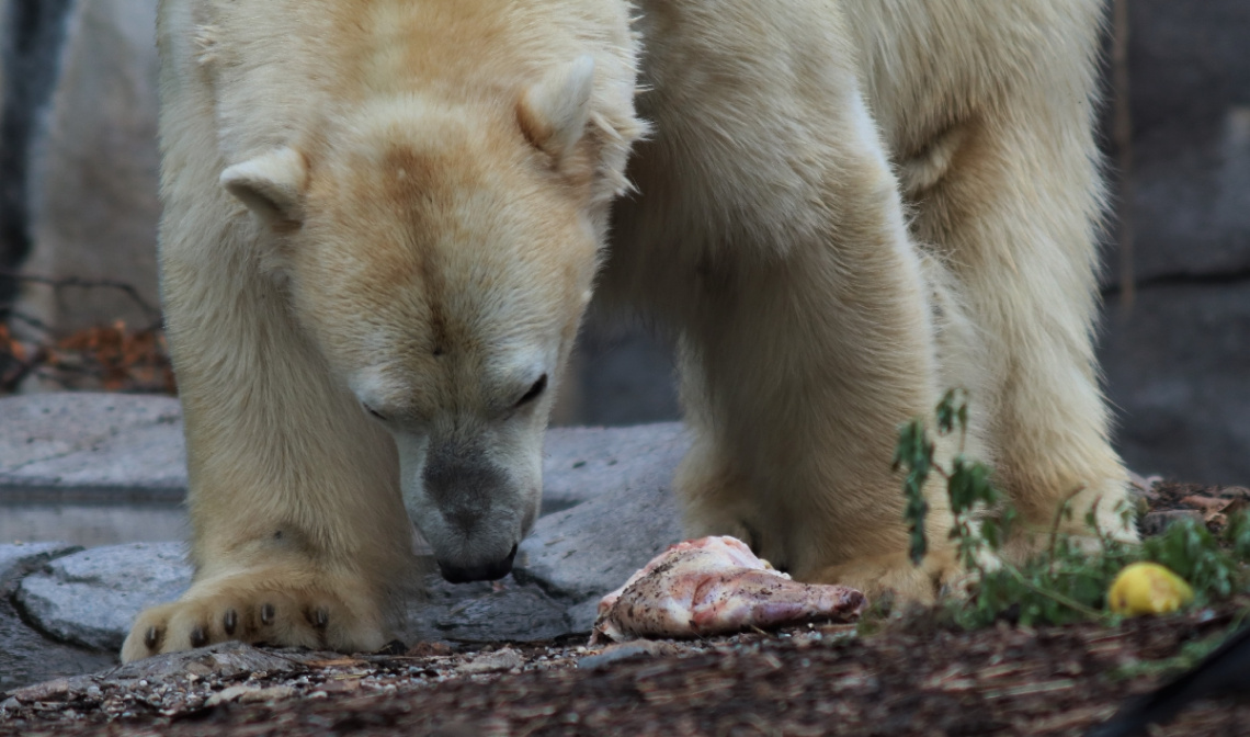 Breakfeast for the polar bear