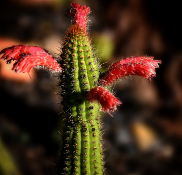Thorns also give Flowers