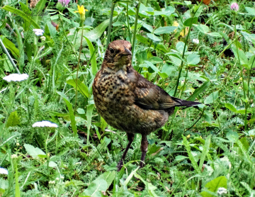 Little bird.