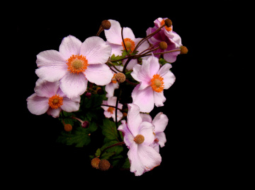 BLÜTEN