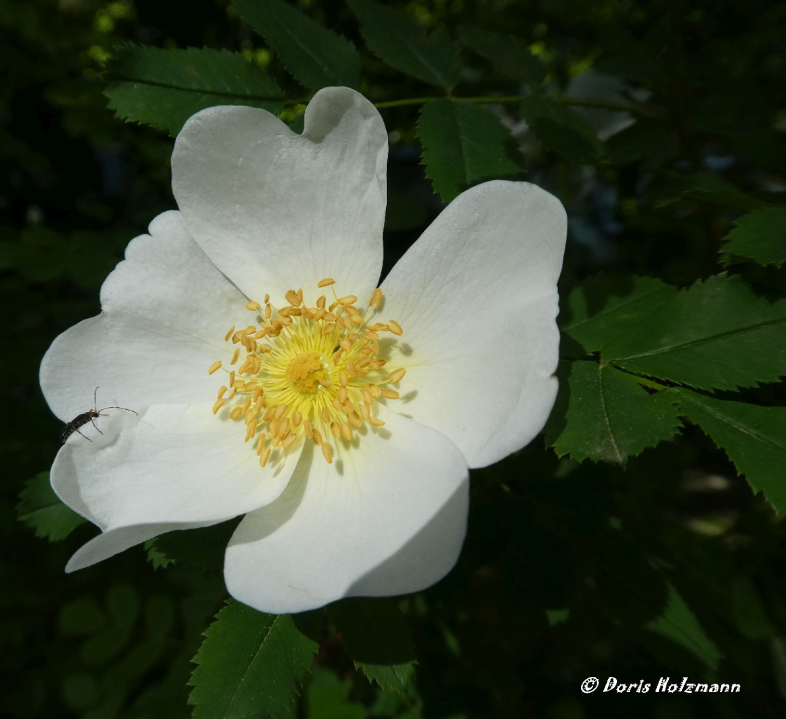 Blüte
