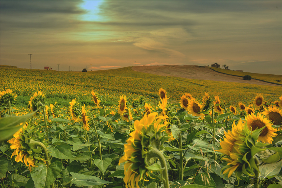 Sunflowers