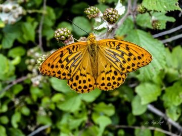 butterfly.