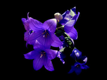 BLÜTEN