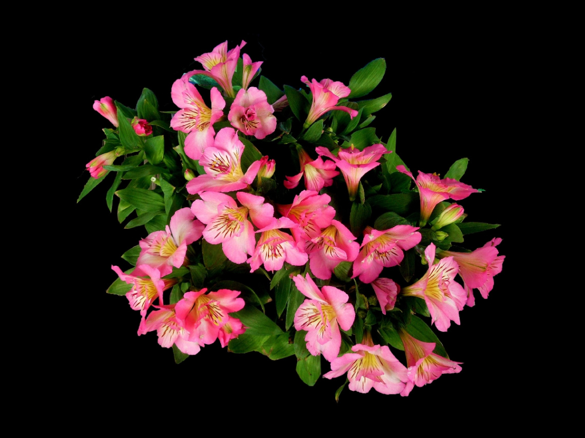 BLÜTEN