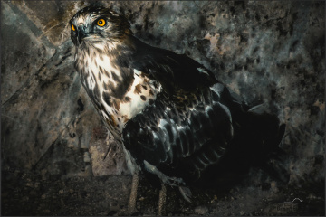 Yılan Kartalı-Snake eagle