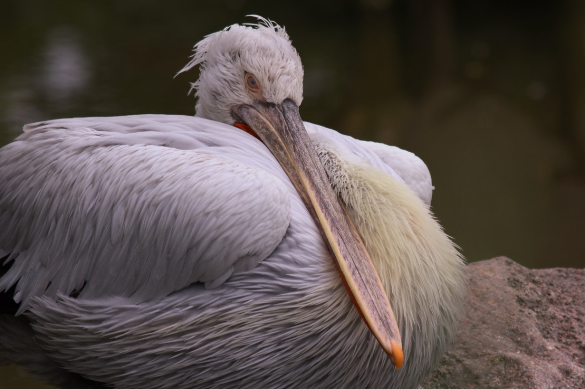 Mister Pelican