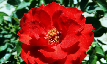 Red Rose 3