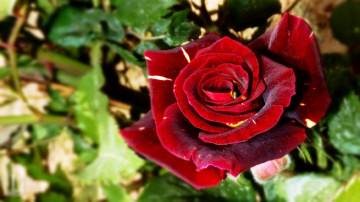 Good day.....