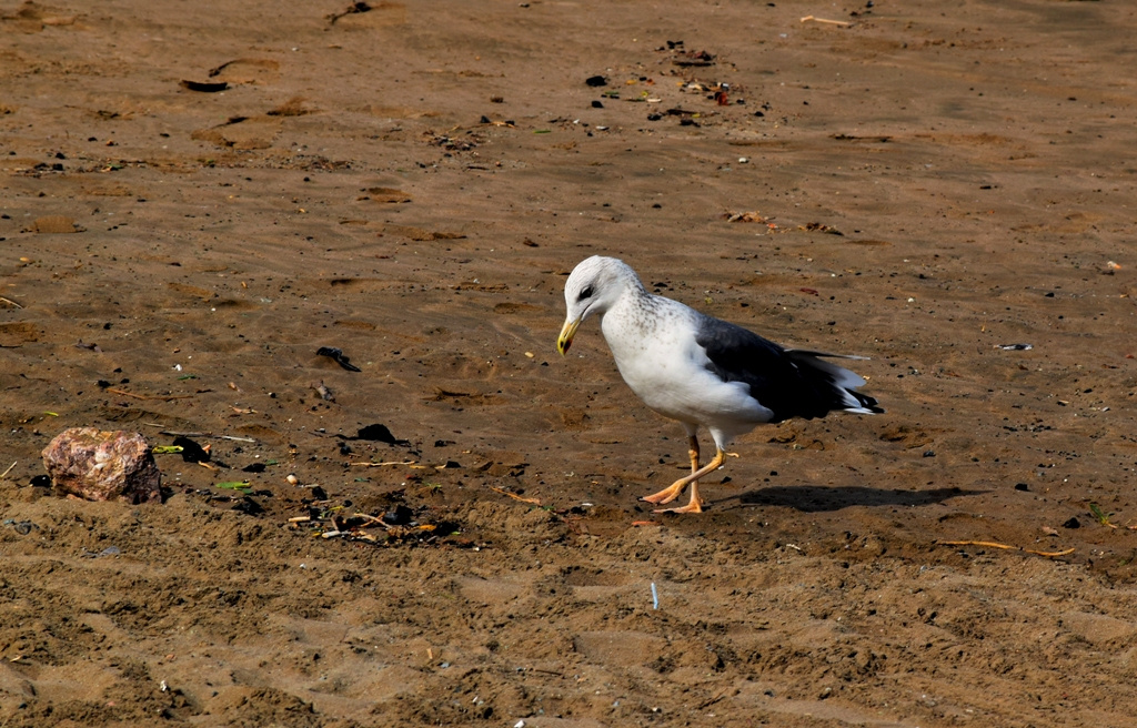 Hungry Bird