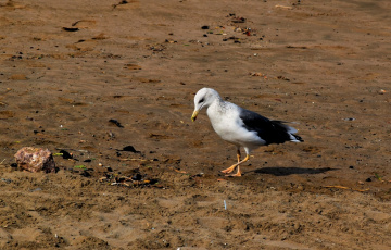 Hungry Bird