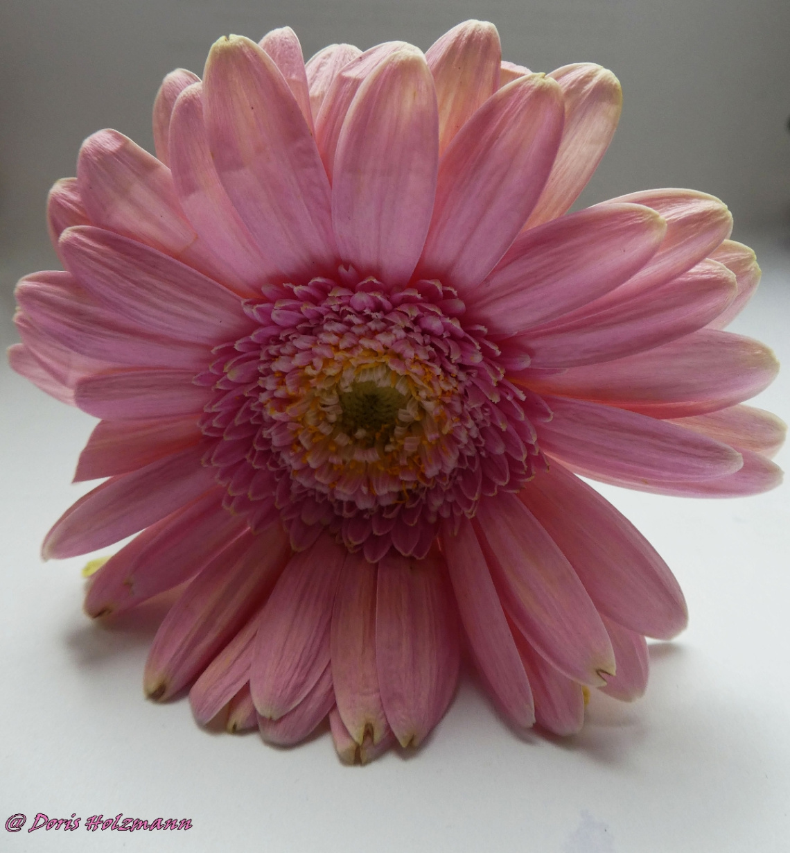 Rosa Blüte