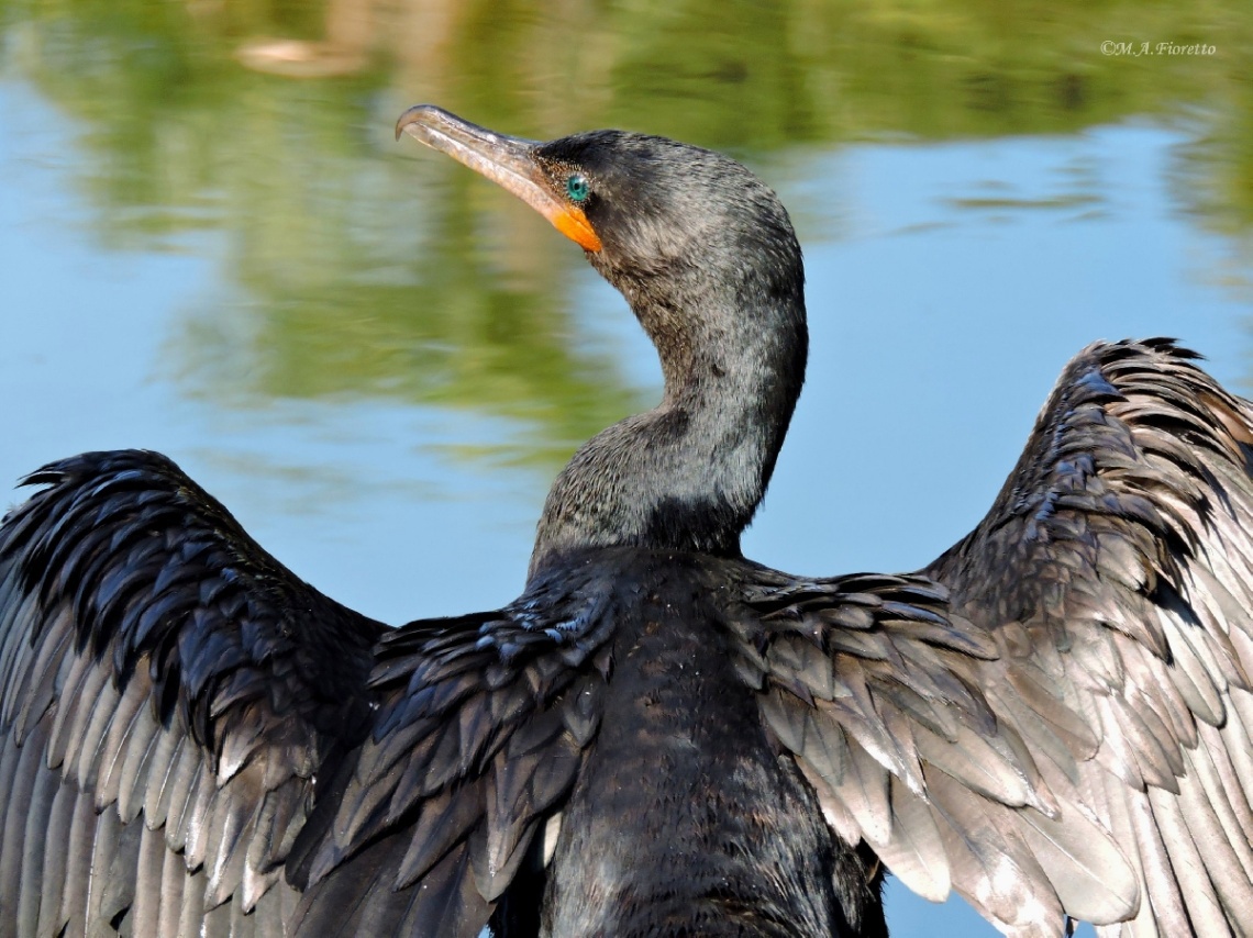 Drying the wings