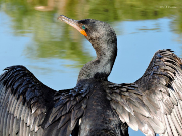 Drying the wings