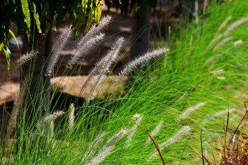 Whispers of nature