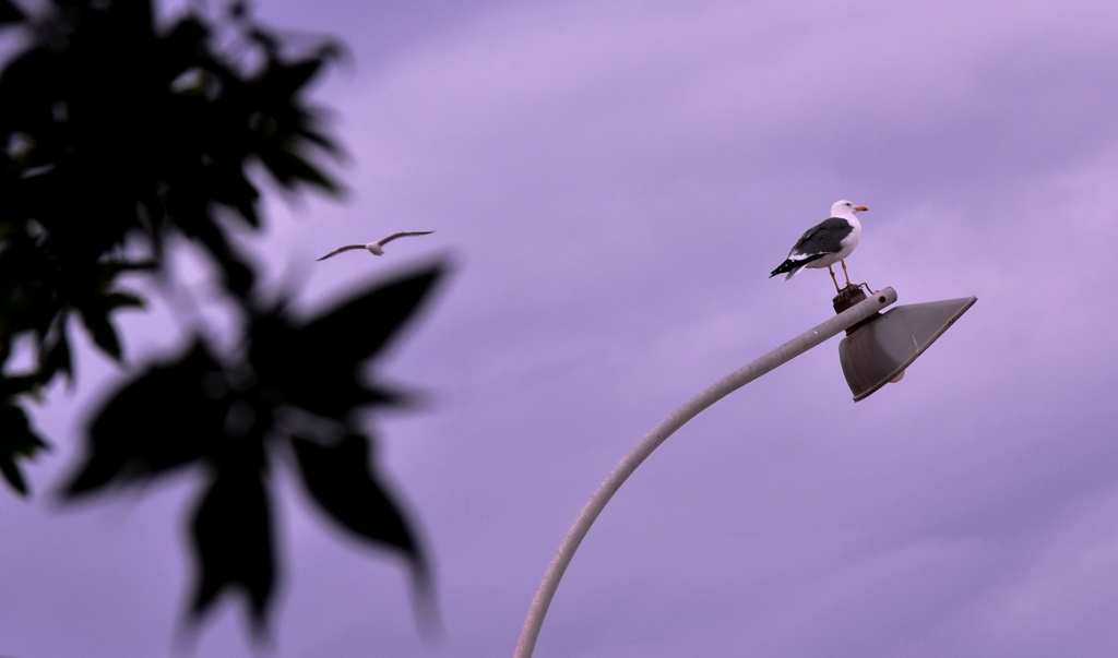 Not gonna fly...taking rest