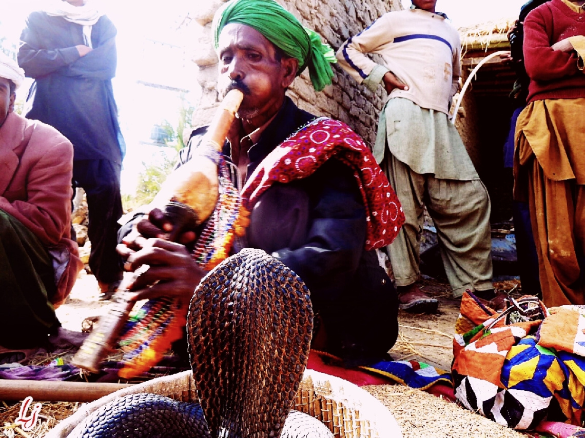 Snake Charmer