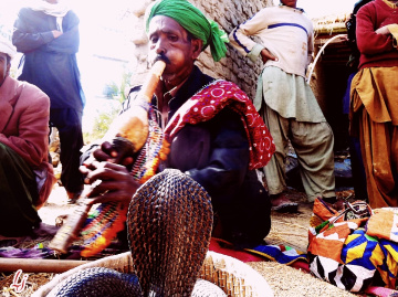 Snake Charmer