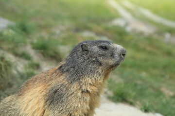 Wild marmot