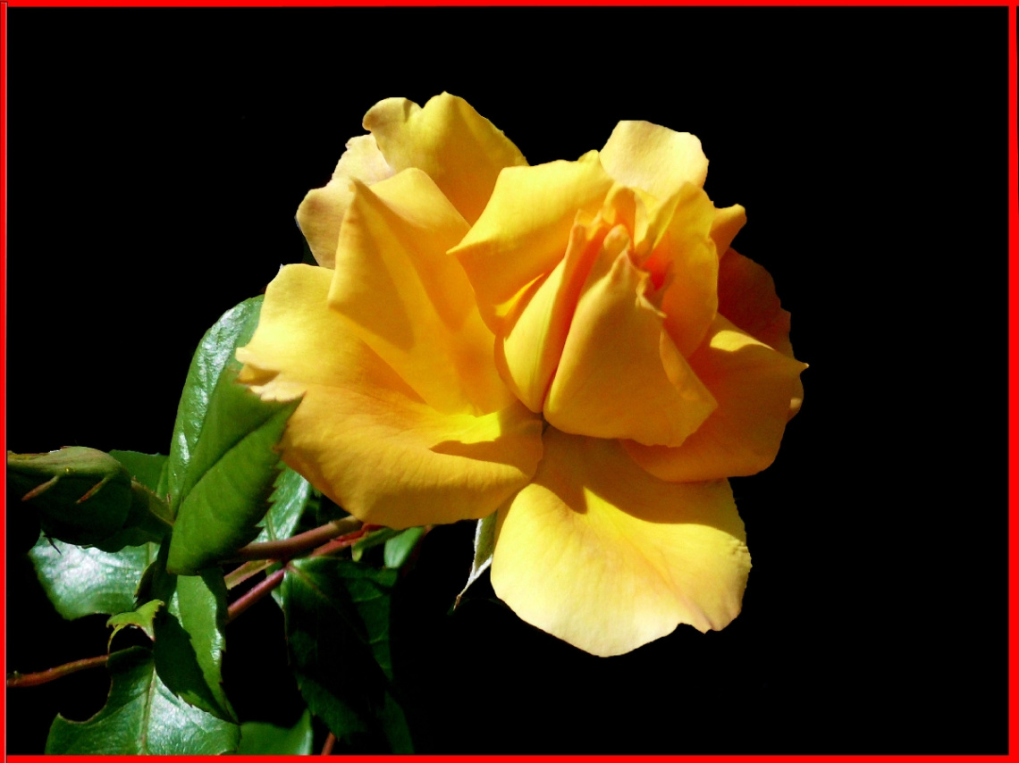 BLÜTE
