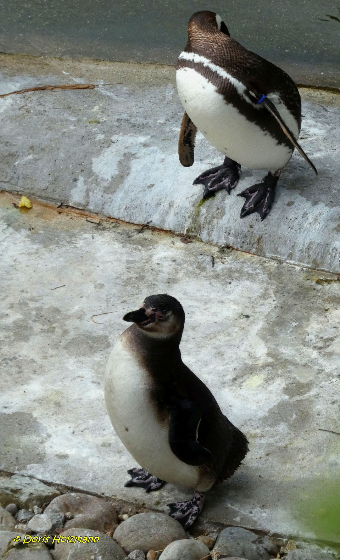 Pinguine