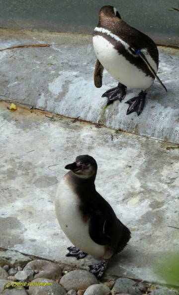 Pinguine
