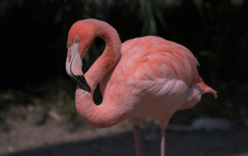 A flamingo moment