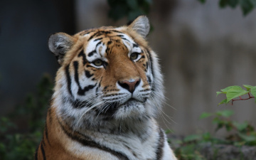 Amur Tiger