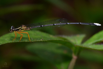 damsel fly