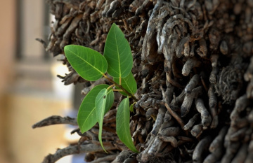 Grow up anytime anywhere