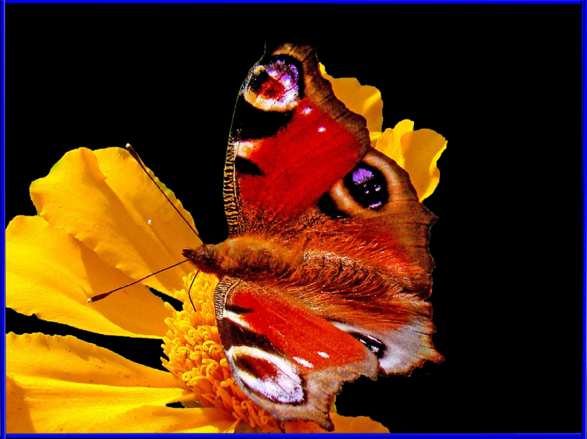 SCHMETTERLING