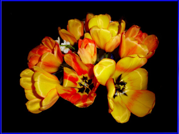 BLÜTEN