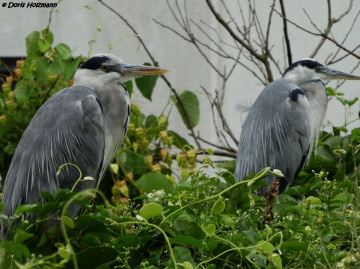 Duo 