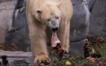 A meal for a polar bear