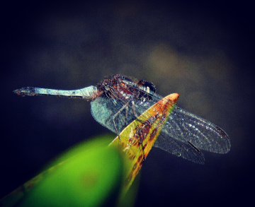 Dragonfly 