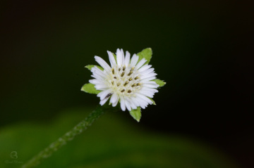white flower