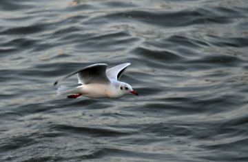 Flying over trouble water.