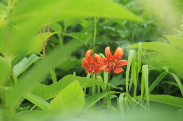 Lilies