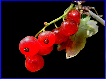 BEEREN