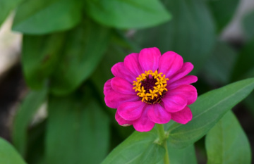 Pink Blossom