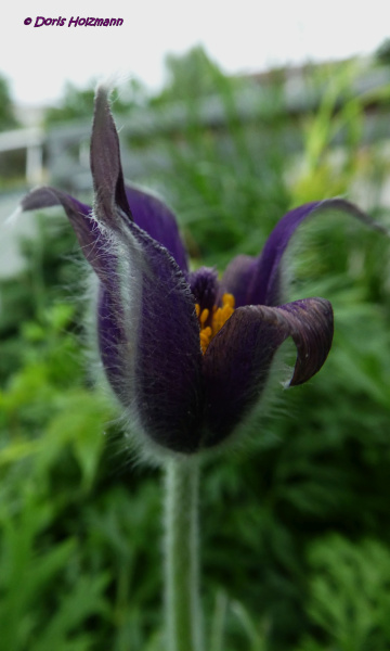 Violette Blüte