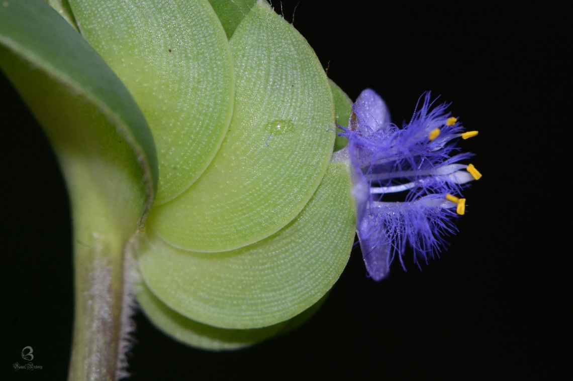 blue flower