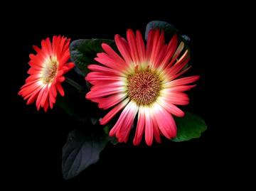 BLÜTEN