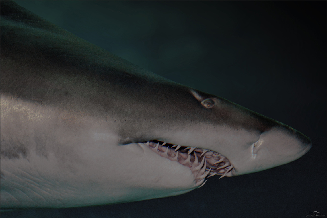 Shark