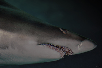 Shark