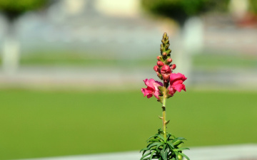 Sweet Blooms