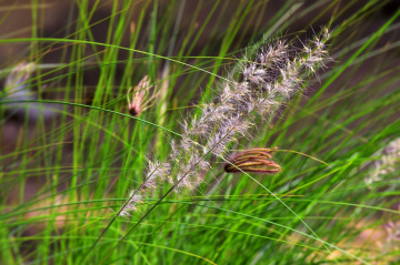 Whispers of Nature 2