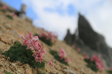 Alpine plants